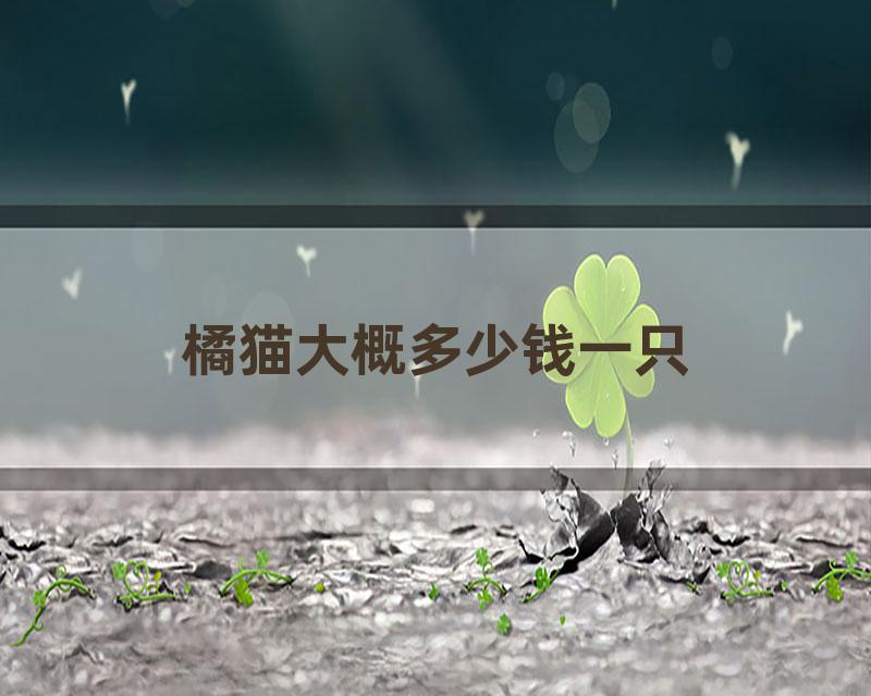 橘猫大概多少钱一只