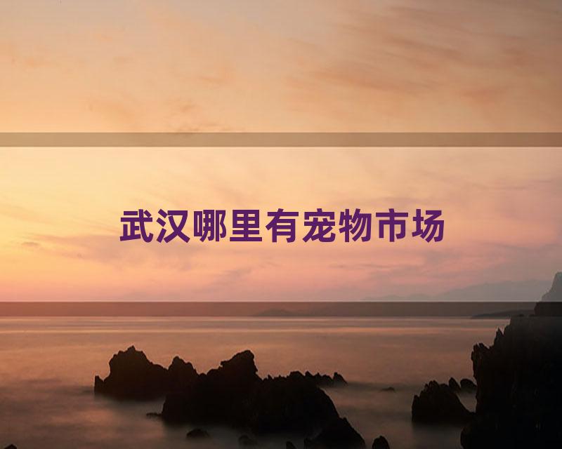 武汉哪里有宠物市场