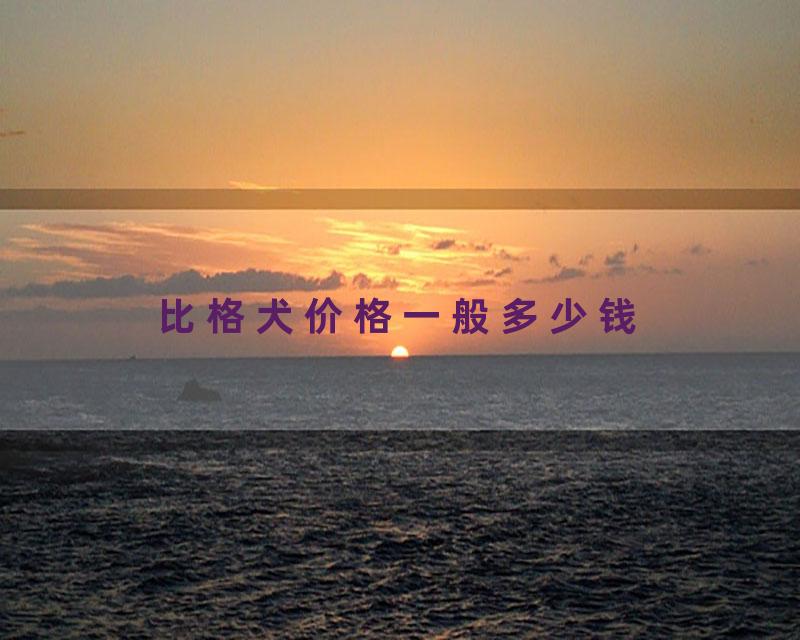 比格犬价格一般多少钱