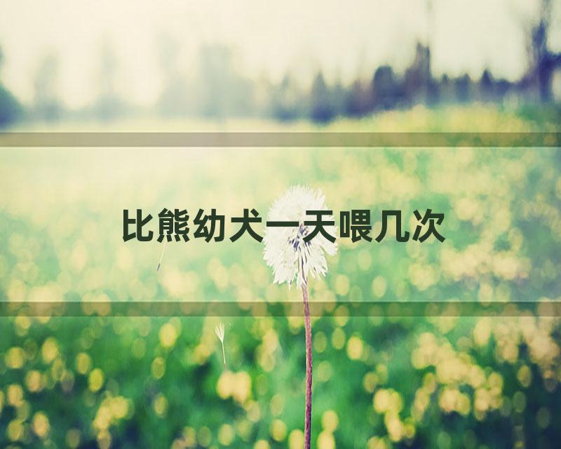 比熊幼犬一天喂几次