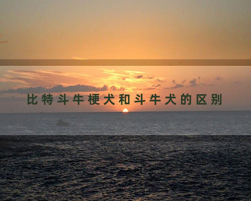 比特斗牛梗犬和斗牛犬的区别