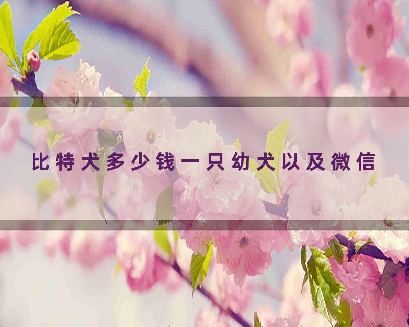 比特犬多少钱一只幼犬以及微信