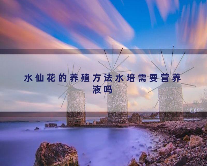 水仙花的养殖方法水培需要营养液吗