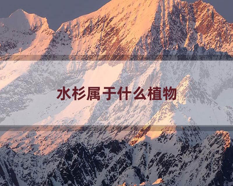 水杉属于什么植物