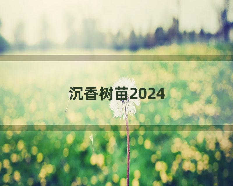 沉香树苗2024