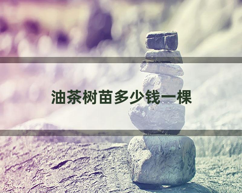 油茶树苗多少钱一棵