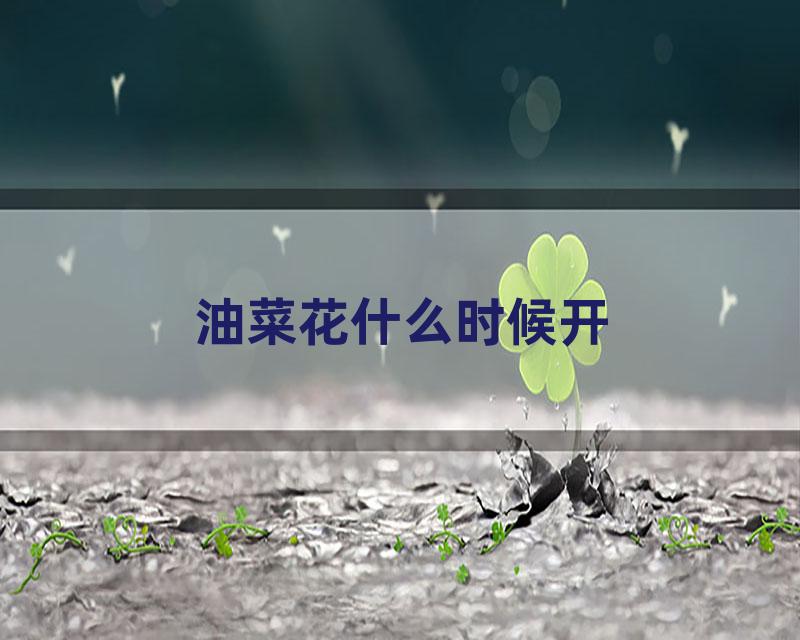 油菜花什么时候开