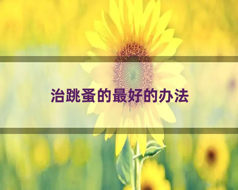 治跳蚤的最好的办法