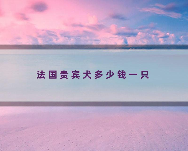 法国贵宾犬多少钱一只