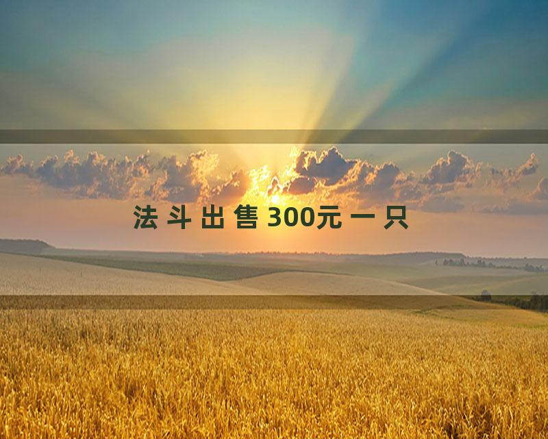 法斗出售300元一只