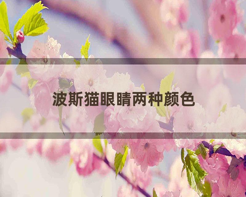 波斯猫眼睛两种颜色