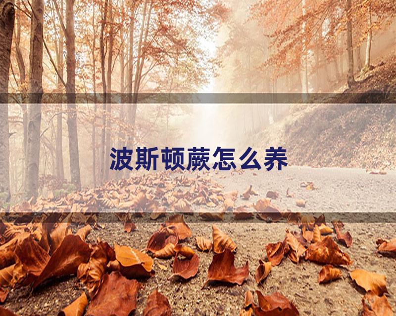 波斯顿蕨怎么养