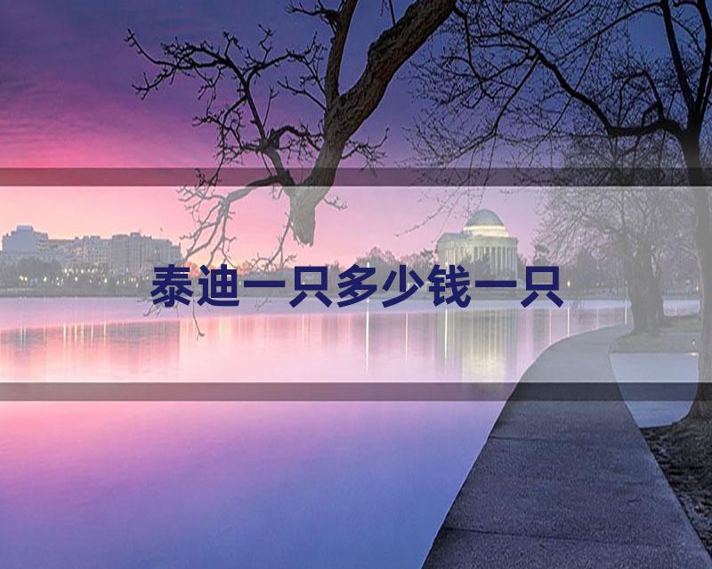 泰迪一只多少钱一只