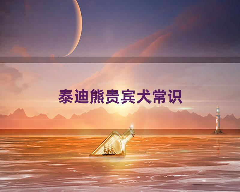 泰迪熊贵宾犬常识