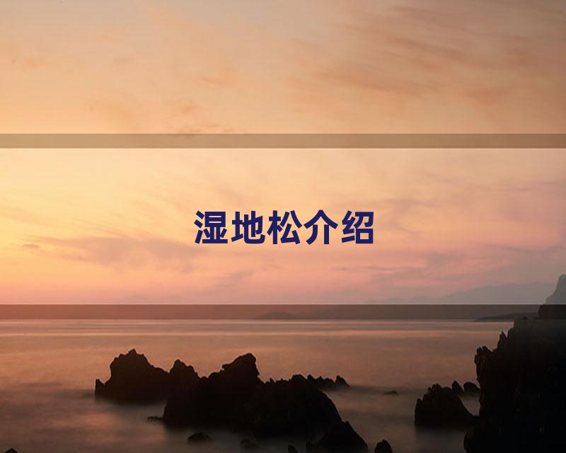 湿地松介绍