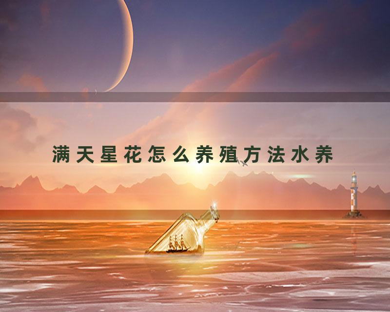 满天星花怎么养殖方法水养