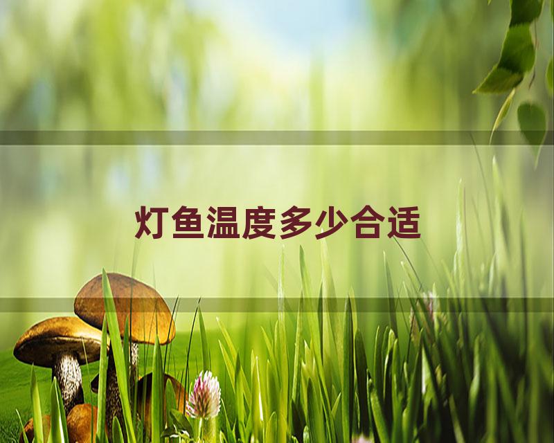 灯鱼温度多少合适