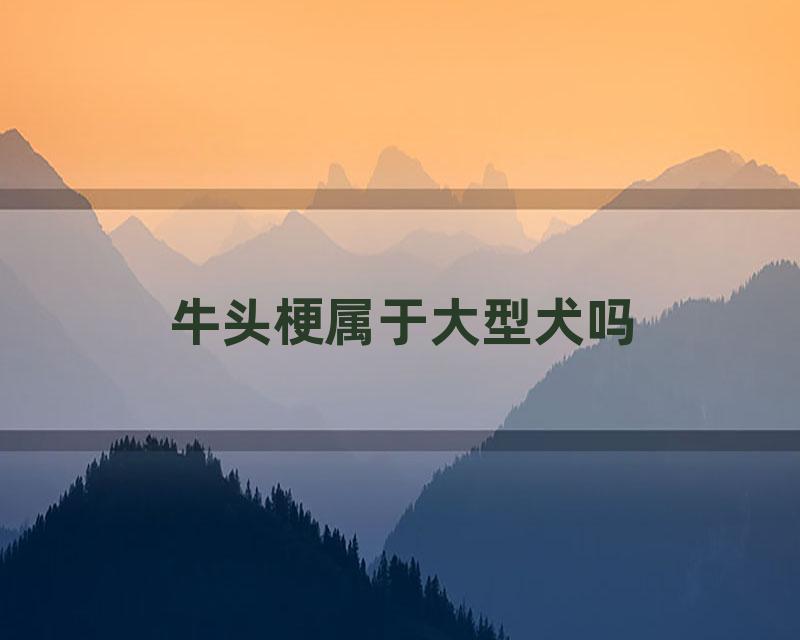 牛头梗属于大型犬吗