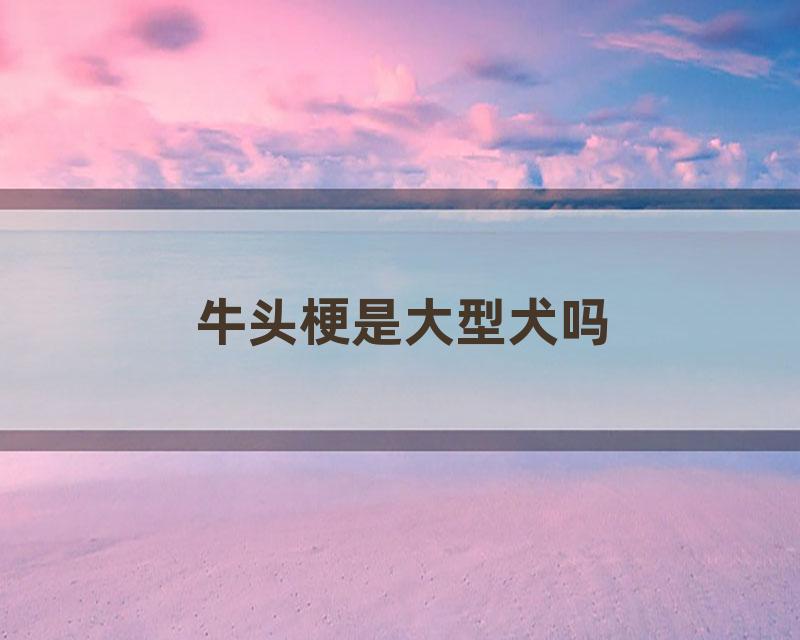 牛头梗是大型犬吗