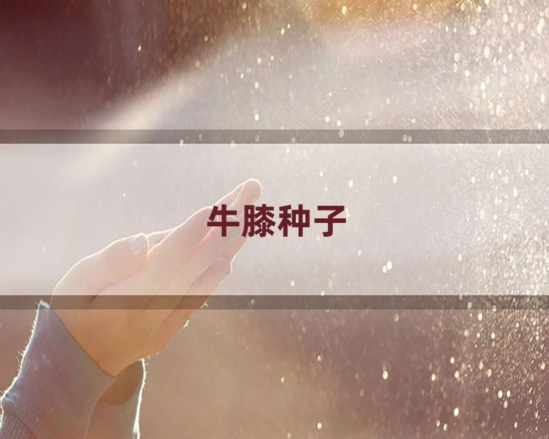 牛膝种子