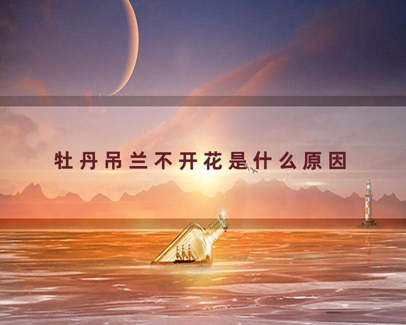 牡丹吊兰不开花是什么原因