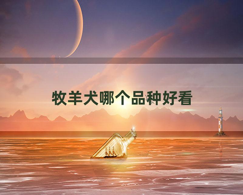 牧羊犬哪个品种好看