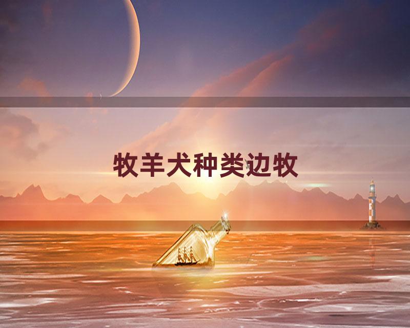 牧羊犬种类边牧