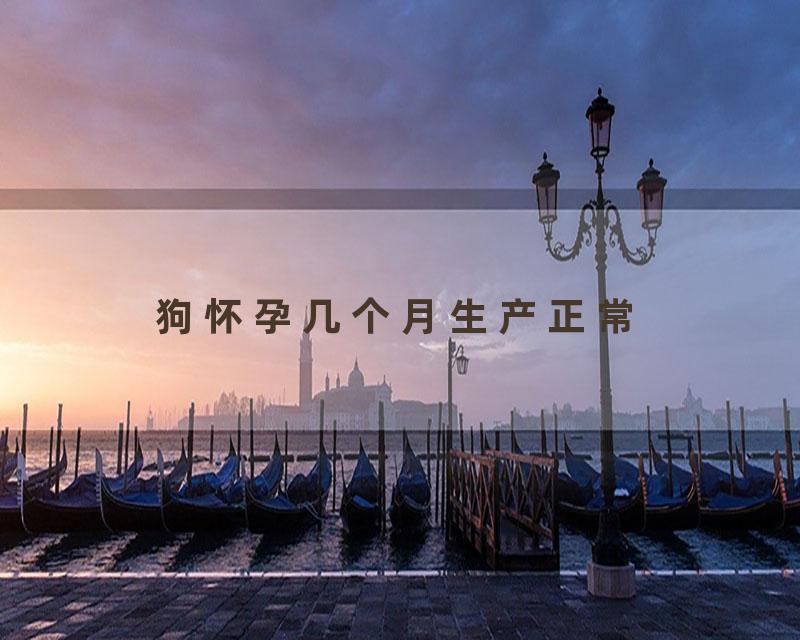 狗怀孕几个月生产正常