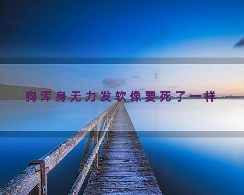 狗浑身无力发软像要死了一样