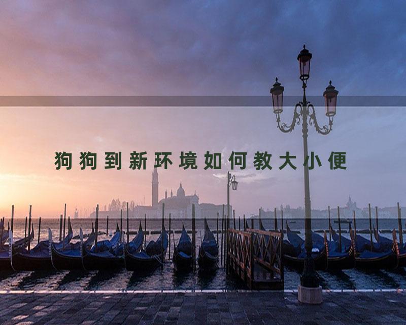 狗狗到新环境如何教大小便