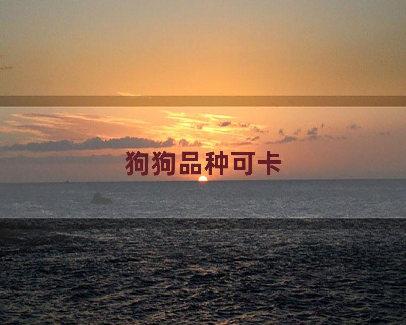 狗狗品种可卡