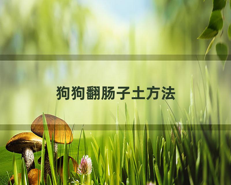 狗狗翻肠子土方法