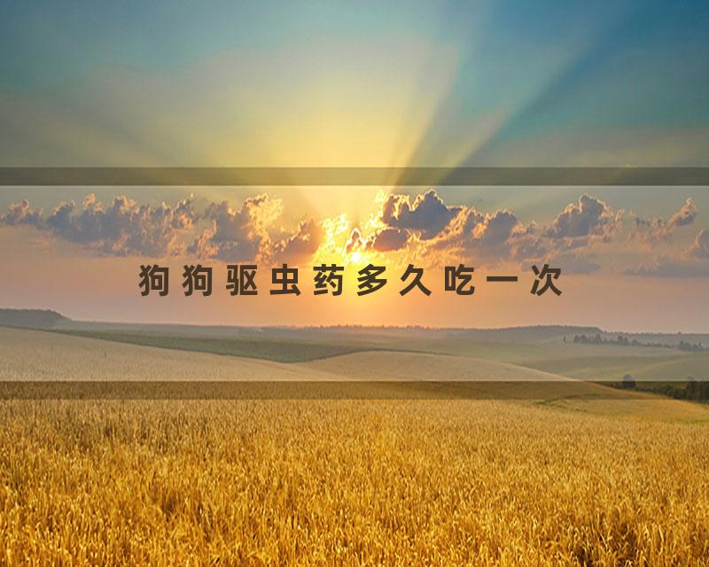 狗狗驱虫药多久吃一次