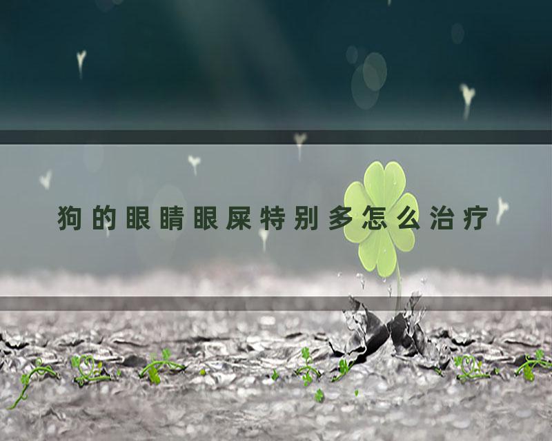 狗的眼睛眼屎特别多怎么治疗