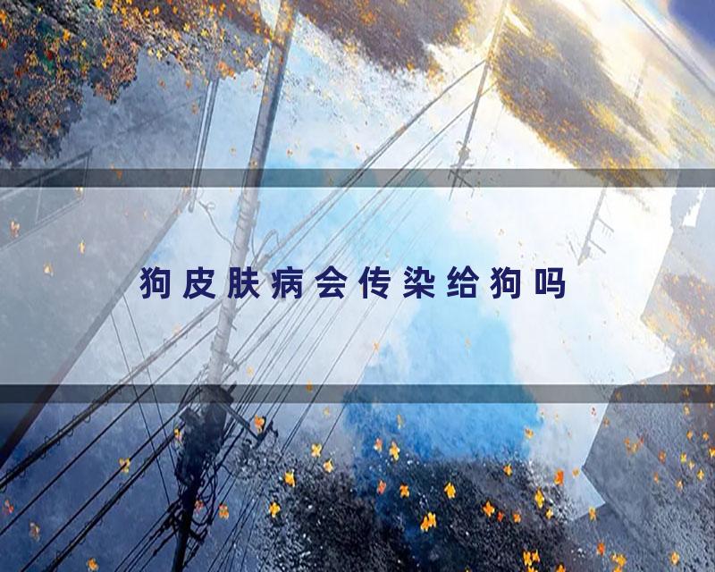 狗皮肤病会传染给狗吗