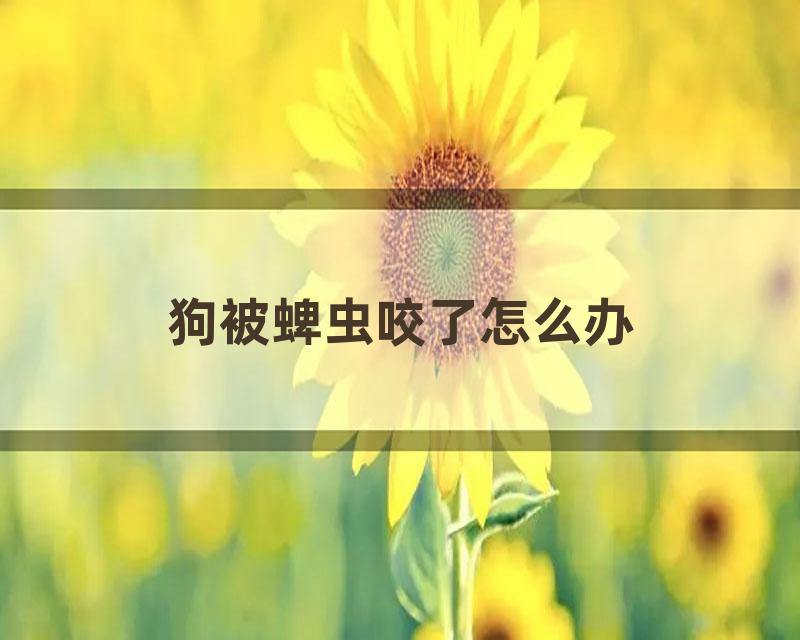 狗被蜱虫咬了怎么办