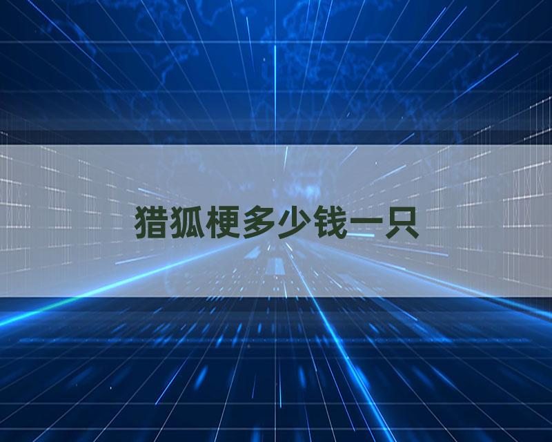 猎狐梗多少钱一只