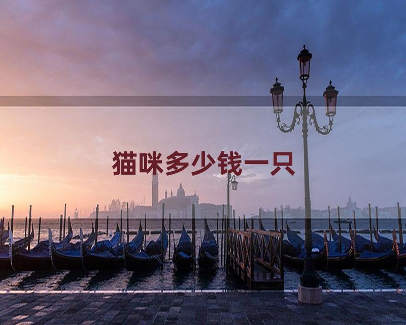 猫咪多少钱一只