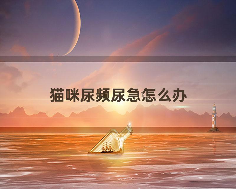 猫咪尿频尿急怎么办