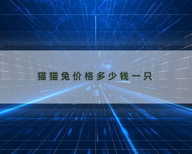 猫猫兔价格多少钱一只