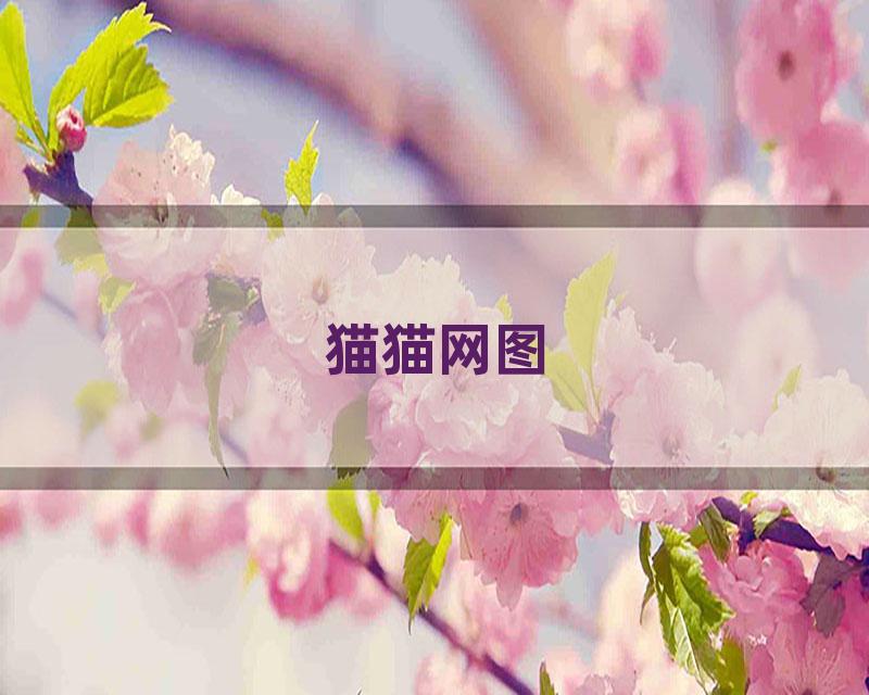 猫猫网图