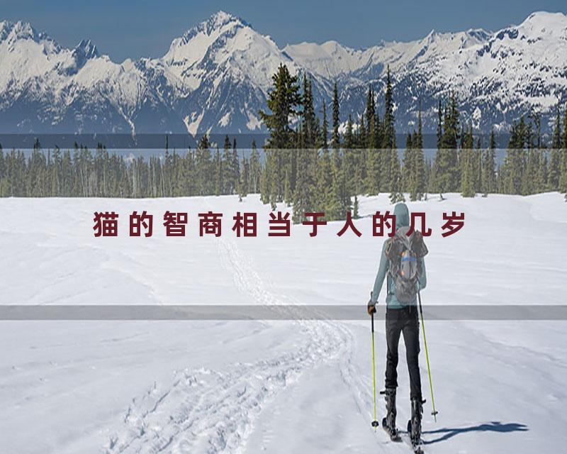 猫的智商相当于人的几岁