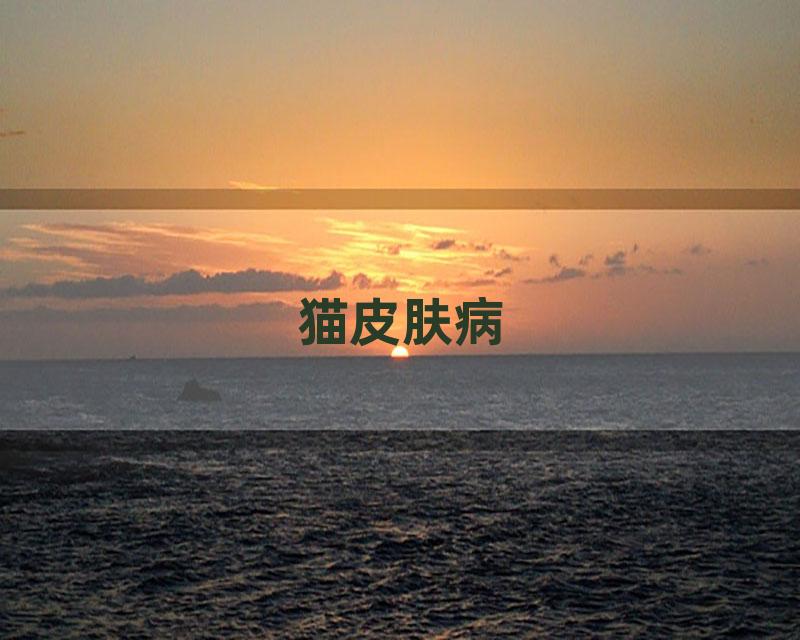 猫皮肤病