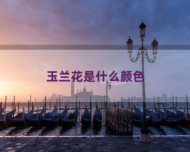 玉兰花是什么颜色