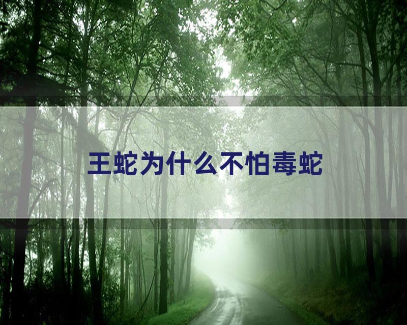 王蛇为什么不怕毒蛇