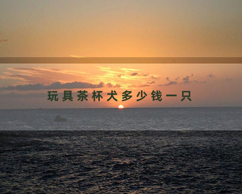 玩具茶杯犬多少钱一只