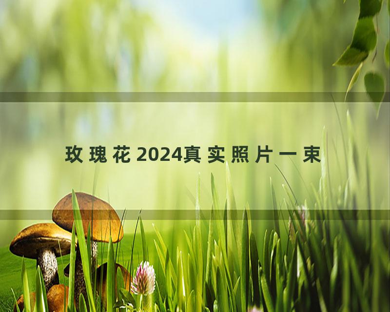 玫瑰花2024真实照片一束