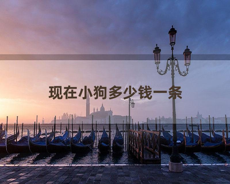 现在小狗多少钱一条