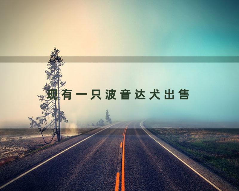 现有一只波音达犬出售