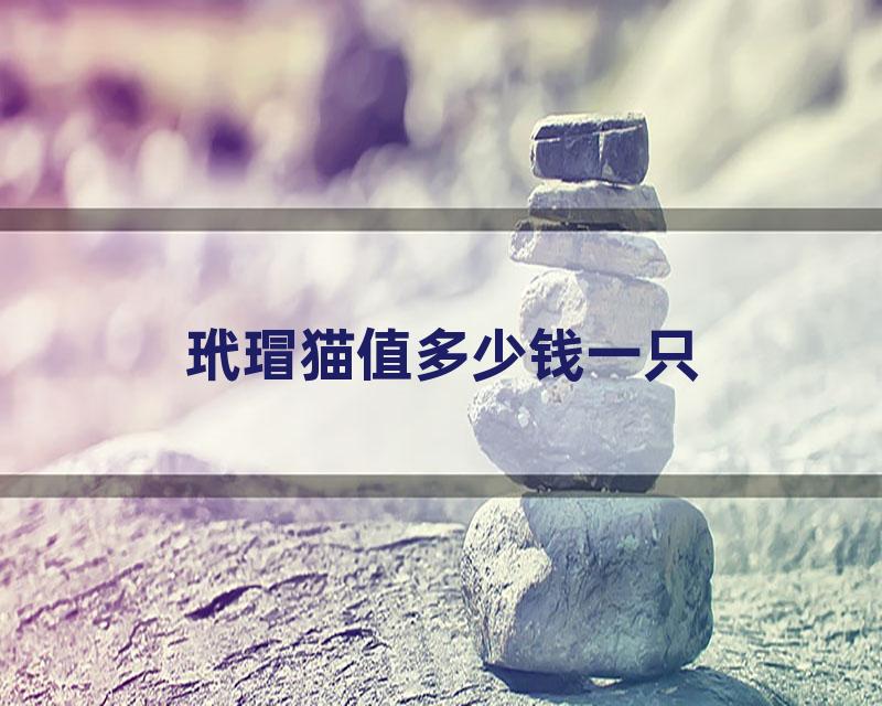 玳瑁猫值多少钱一只